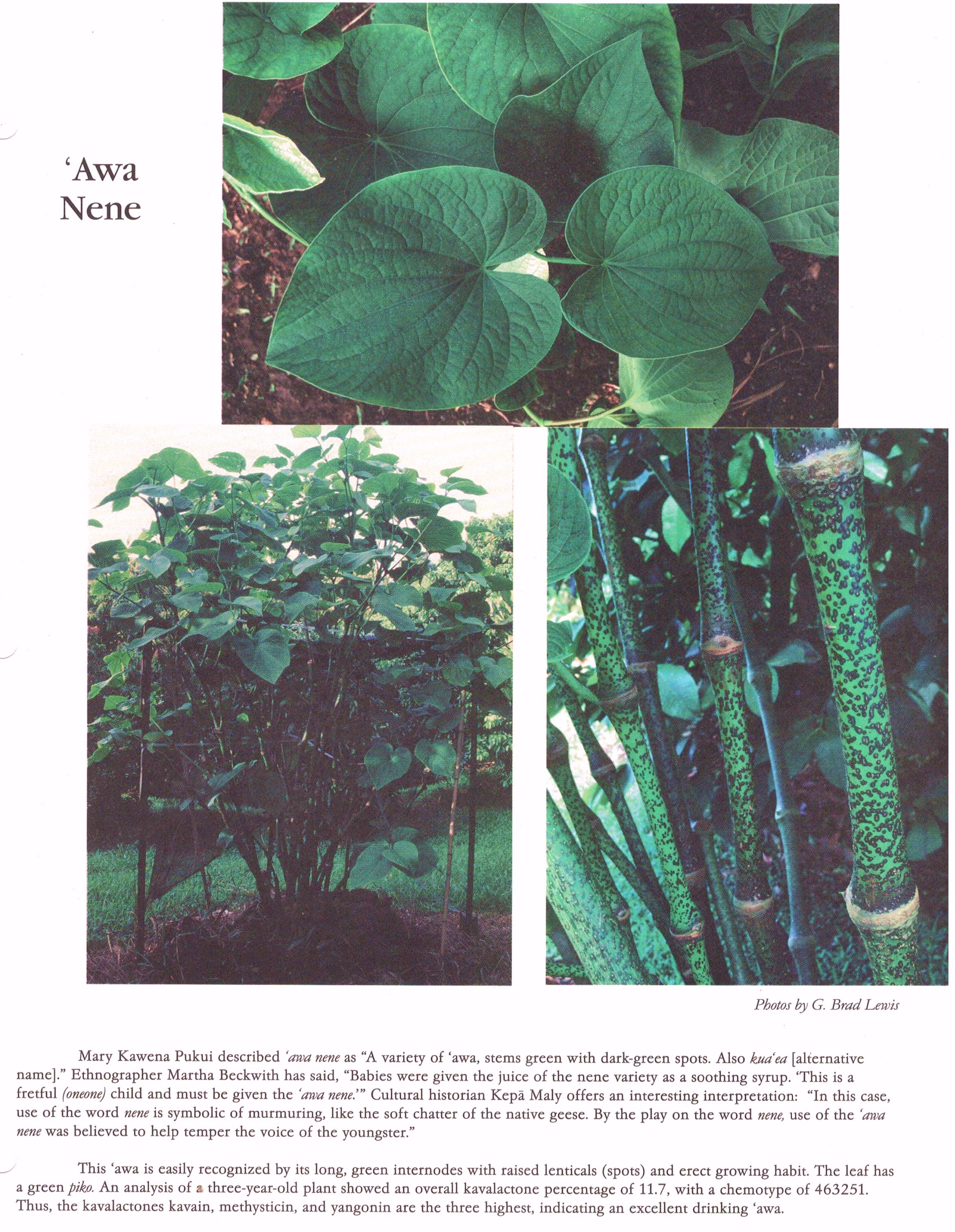 Awa picture from AHA news letter 001.jpg