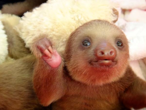 baby_two_toed_sloth_small.jpg