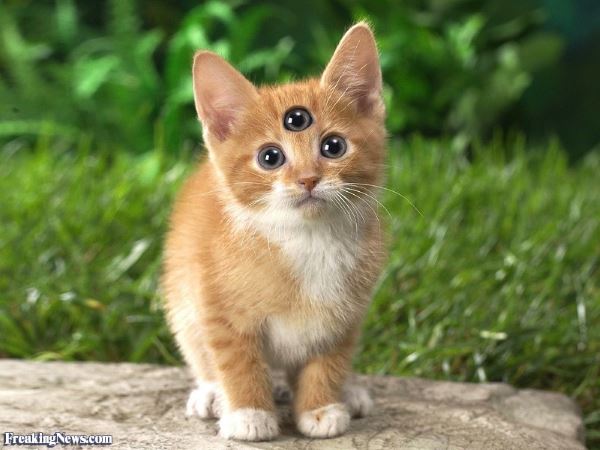 Kitten-with-Three-Eyes--120673.jpg