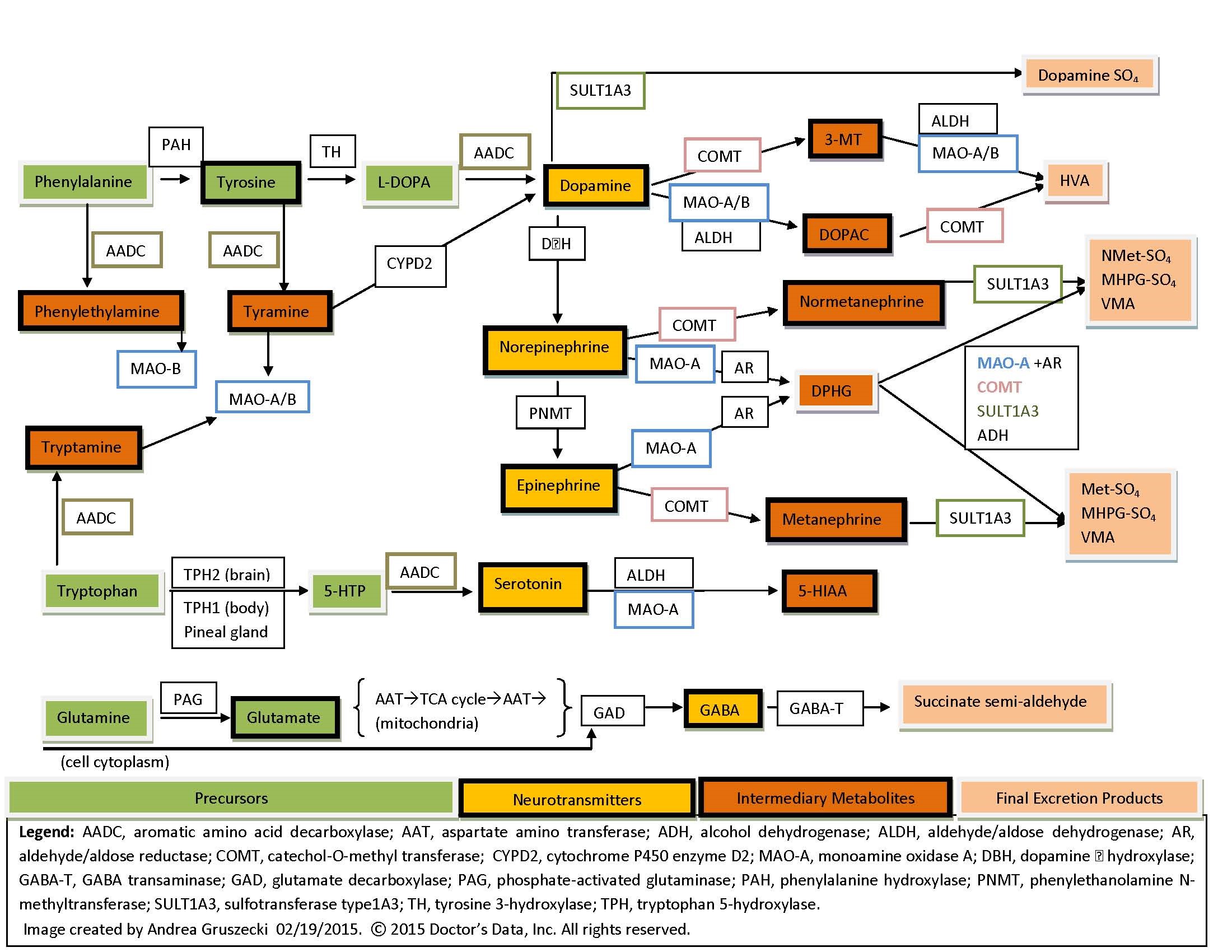 Neutrotransmitter Metabolization.jpg