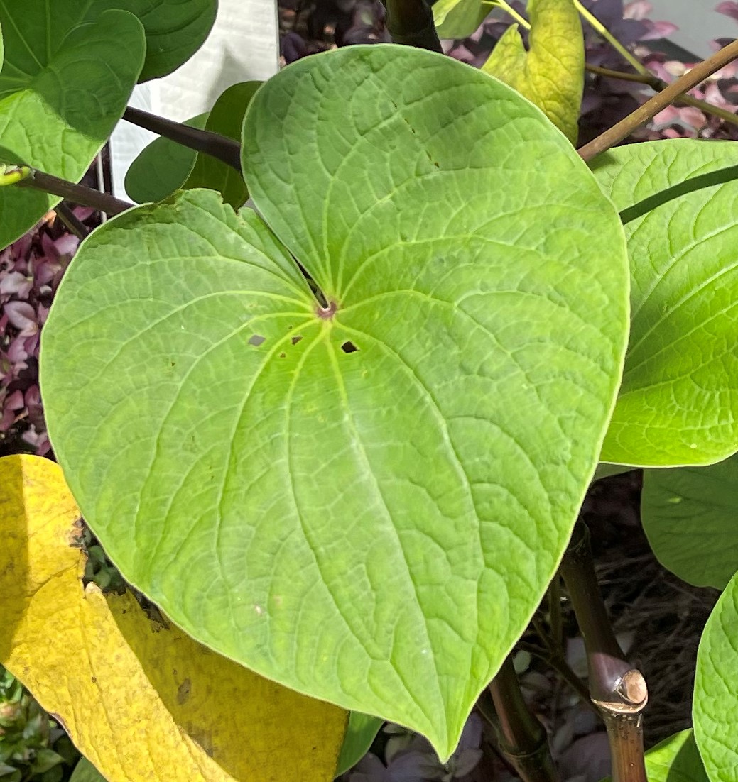 noble kava leaf.jpg