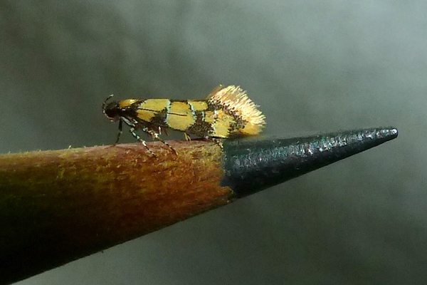 pencil-tip-moth.jpg