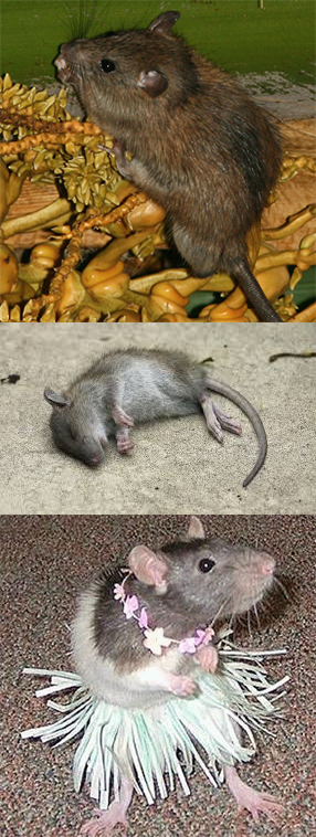 rat-discover.png