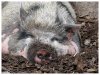 kava pig.jpeg