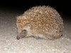 hedgehog22.jpg