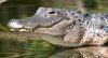 Alligator.ashx_.jpg