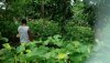 Looking for other rare variety of Noble Kava.jpg