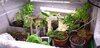 kava plants.jpg