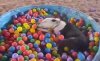 pit-bull-ball-pit-808x500.jpg