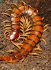 vanuatu_millipede.jpg