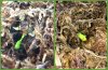 cuttings-w01.jpg