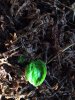 maha-leaf.JPG