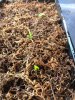 maha-leaves.JPG