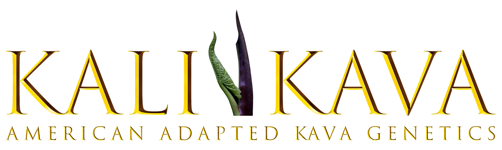 kalikava.com
